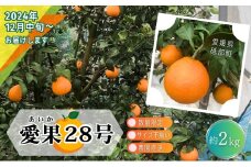 愛果28号 訳あり サイズ不揃い 2キロ 家庭用 12月中旬頃～発送 砥部町 旬 農園 直送 みかん 旬 数量限定 先行 受付 柑橘 愛媛 2kg 箱[№5310-0252]