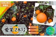 【先行予約 数量限定】訳あり愛果28号 サイズ不揃い 約2kg 約10玉前後 12月上旬頃から順次発送＜家庭用 農園 直送 みかん 柑橘 旬にお届け 先行 受付 砥部町 愛媛 2キロ 箱＞[№5310-0252]