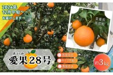 愛果28号 訳あり サイズ不揃い 3キロ 家庭用 12月中旬頃～発送 砥部町 旬 農園 直送 みかん 旬 数量限定 先行 受付 柑橘 愛媛 3kg 箱[№5310-0253]