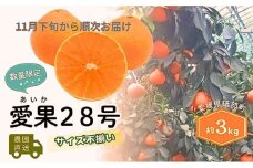 【数量限定！申込12月31日まで】訳アリ 愛果28号 サイズ不揃い 約3kg 11月下旬から順次発送 ＜ハウス栽培 家庭用 先行予約 サイズお任せ 紅まどんな  みかん 農園直送 愛媛 砥部町 箱＞[№5310-0249]