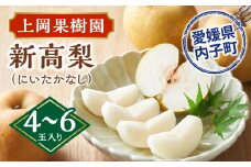 上岡果樹園の新高梨（にいたかなし）（1）【4～6玉入り】【フルーツ 果物 くだもの 食品 人気 おすすめ 送料無料】
