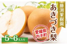 藤渕果樹園のあきづき梨（1）【5～6玉入り】【フルーツ 果物 くだもの 食品 人気 おすすめ 送料無料】