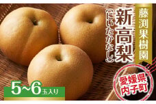 藤渕果樹園の新高梨（にいたかなし）（1）【5～6玉入り】【フルーツ 果物 くだもの 食品 人気 おすすめ 送料無料】