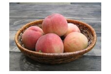藤渕果樹園のなつおとめ桃（2）【10～12玉入り】【フルーツ 果物 くだもの 食品 人気 おすすめ 送料無料】