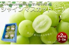 【先行予約】内子町産 シャインマスカット ムジ 3～5房 約2kg ★2025年8月下旬から発送★【シャインマスカット 大人気 愛媛県 シャインマスカット 美味しいシャインマスカット 人気 シャインマスカット  美味しいシャインマスカット 葡萄 シャインマスカット 愛媛県産 シャインマスカット 旬 フルーツ シャインマスカット フルーツ 果物 くだもの】