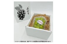 内子町産　シャインマスカット　1房　約750g【フルーツ 果物 くだもの 食品 人気 おすすめ 送料無料】