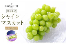 BLOOM LEAF シャインマスカット1房 ＜2025年9月中旬発送開始＞【食品 加工食品 人気 おすすめ 送料無料】