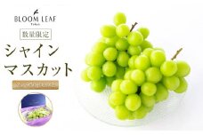 BLOOM LEAF シャインマスカット2房 ＜2025年9月中旬発送開始＞【食品 加工食品 人気 おすすめ 送料無料】