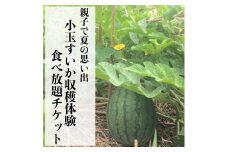 親子で夏の思い出　小玉すいか収穫体験・食べ放題チケット ★2023年8月11日実施★【フルーツ 果物 くだもの 食品 人気 おすすめ 送料無料】