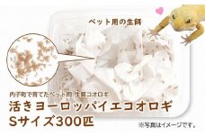 活きヨーロッパイエコオロギSサイズ300匹【北海道・東北・関東・沖縄・離島配送不可】【コオロギ 生餌 こおろぎ ペット用 こおろぎ 爬虫類ペット コオロギ エサ 活きコオロギ ペット用 ペット用品 餌 人気 愛媛 内子町 送料無料】