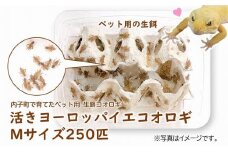 活きヨーロッパイエコオロギ Mサイズ250匹【北海道・東北・関東・沖縄・離島配送不可】【コオロギ 生餌 こおろぎ ペット用 こおろぎ 爬虫類ペット コオロギ エサ 活きコオロギ ペット用 ペット用品 餌 人気 愛媛 内子町 送料無料】