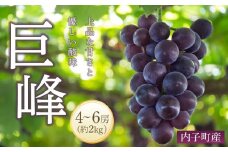 ＜先行予約＞巨峰  約2kg1箱（4房～5房）【ブドウ 葡萄 先行予約 葡萄 巨峰 美味しい ぶどう 巨峰 フルーツ 新鮮 ぶどう 巨峰 葡萄 大人気 ぶどう ブドウ 愛媛 ブドウ 巨峰 おすすめ ブドウ 葡萄 巨峰 送料無料】