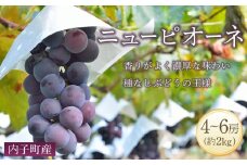 ＜先行予約＞ニューピオーネ 約2kg1箱（4房～）【ブドウ 葡萄 先行予約 葡萄 ニューピオーネ ピオーネ 美味しい ぶどう ニューピオーネ フルーツ 新鮮 ぶどう ニューピオーネ 葡萄 大人気 ぶどう ブドウ 愛媛 ブドウ ニューピオーネ おすすめ ブドウ 葡萄 ニューピオーネ 送料無料】