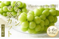 ＜先行予約＞シャインマスカット 約2kg1箱（4～5房）【シャインマスカット 美味しい シャイン シャインマスカット 先行予約 ブドウ シャインマスカット 葡萄 フルーツ シャインマスカット 新鮮 シャインマスカット 大人気 シャインマスカット みんなで シャインマスカット おすすめ シャインマスカット 葡萄 シャインマスカット 愛媛 送料無料】