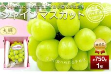 【先行予約】内子町産シャインマスカット 赤秀 1房入 750g以上 ★2025年8月下旬から発送★【北海道・沖縄配送不可】【シャインマスカット 大人気 愛媛県 シャインマスカット 美味しいシャインマスカット 人気 シャインマスカット  美味しいシャインマスカット 葡萄 シャインマスカット 愛媛県産 シャインマスカット 旬 フルーツ シャインマスカット フルーツ 果物 くだもの 食品 人気 おすすめ 送料無料】
