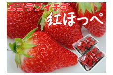 内子町産　いちご「紅ほっぺ」　2パック