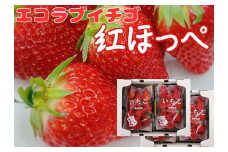 内子町産　いちご「紅ほっぺ」　4パック