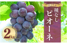 内子町産　種無しピオーネ2kg