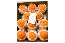 【先行予約】【数量限定】田縁農園の岬（はな）まどんな（生果）3kg （2025年11月25日より順次発送） 【 ふるさと納税 人気 おすすめ ランキング みかん ミカン 蜜柑 まどんな はなまどんな フルーツ 果物 愛媛県産 田縁農園 愛媛県 伊方町 送料無料 】 IKTA003