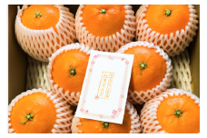 【先行予約】【数量限定】田縁農園の岬（はな）まどんな（生果）2kg （2025年11月25日より順次発送） 【 ふるさと納税 人気 おすすめ ランキング みかん ミカン 蜜柑 はなまどんな まどんな フルーツ 果物 愛媛県産 田縁農園 愛媛県 伊方町 送料無料 】 IKTA024