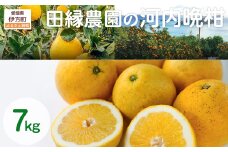 【先行予約】【家庭用】河内晩柑 7kg ※離島への配送不可 （2026年4月10日より順次発送） 【 ふるさと納税 人気 おすすめ ランキング みかん ミカン 蜜柑 河内晩柑 フルーツ 果物 愛媛県産 田縁農園 愛媛県 伊方町 送料無料 】 IKTA030