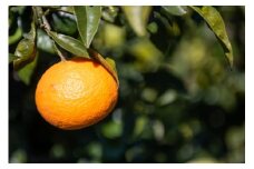 【先行予約】いのうえ農園のなつみ 3kg ※離島への配送不可 (※2026年5月上旬頃より順次発送) 【 ふるさと納税 人気 おすすめ ランキング 柑橘 みかん ミカン なつみ 蜜柑 フルーツ 果物 産地直送 愛媛県産 いのうえ農園 愛媛県 伊方町 送料無料 】 IKTAI001