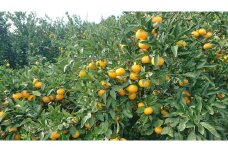 【先行受付】【数量限定】【家庭用】早生みかん（生果）10kg（2025年11月上旬頃より順次発送） 【 ふるさと納税 人気 おすすめ ランキング 柑橘 みかん ミカン 早生みかん 早生ミカン 蜜柑 果物 生果 フルーツ 家庭用 Y.ONE農園 愛媛県産 愛媛県 伊方町 送料無料 】 IKTQ014