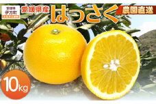 【栽培期間中農薬不使用】【先行受付】【数量限定】農園直送！愛媛県産 はっさく 10kg （2026年2月下旬頃より順次発送） 【 ふるさと納税 人気 おすすめ ランキング 柑橘 みかん ミカン 蜜柑 はっさく フルーツ 果物 産地直送 ギフト 贈り物 栽培期間中農薬不使用 木野本農園 愛媛県産 愛媛県 伊方町 送料無料 】 IKTG024