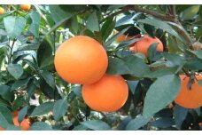 【先行予約】【数量限定】あいか（生果5kg）※離島への配送不可（2025年12月上旬～12月中旬頃に順次発送予定） 【 ふるさと納税 人気 おすすめ ランキング 柑橘 みかん ミカン あいか 愛果 mikan 蜜柑 果物 フルーツ 愛媛県産 愛媛県 伊方町 送料無料 】 IKTBD005