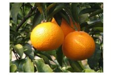 【先行予約】清見タンゴール（生果2.5kg）※離島への配送不可（2026年3月上旬～4月上旬頃に順次発送予定） 【 ふるさと納税 人気 おすすめ ランキング 柑橘 みかん ミカン 清見 清見タンゴール mikan 蜜柑 果物 生果 フルーツ 愛媛県産 愛媛県 伊方町 送料無料 】 IKTBD014