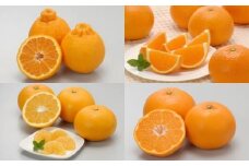 【定期便】2025年度 佐田岬の柑橘定期便（年4回）柑橘 定期 各5kg 愛媛県産（12月、2月、4月、6月発送）※離島への配送不可 【 ふるさと納税 人気 おすすめ ランキング 柑橘 みかん ミカン あいか デコポン サンフルーツ はるみ きよみ など mikan 蜜柑 果物 生果 フルーツ 定期便 愛媛県 伊方町 送料無料 】 IKTBD018