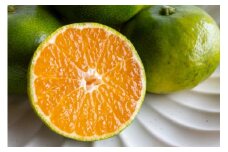 【先行予約】極早生みかん（生果）5kg（2025年9月中旬から発送予定） 【 ふるさと納税 人気 おすすめ ランキング みかん ミカン 蜜柑 早生みかん 早生ミカン フルーツ 果物 産地直送 ニュウズ 愛媛県産 愛媛県 伊方町 送料無料 】 IKTF001 