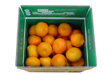 【先行予約】産地直送！愛媛県産いよかん 5kg（2026年1月中旬から発送予定） 【 ふるさと納税 人気 おすすめ ランキング みかん ミカン 蜜柑 いよかん フルーツ 果物 産地直送 ニュウズ 愛媛県産 愛媛県 伊方町 送料無料 】 IKTF004