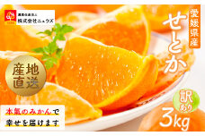 【先行予約】産地直送！愛媛県産せとか（訳あり） 3kg（2026年2月下旬から発送予定） 【 ふるさと納税 人気 おすすめ ランキング みかん ミカン 蜜柑 せとか フルーツ 果物 産地直送 ニュウズ 愛媛県産 愛媛県 伊方町 送料無料 】 IKTF005