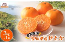 【先行予約】【数量限定】＼農園直送／愛媛県産せとか3kg×1箱（2026年2月下旬より順次発送） 【 ふるさと納税 人気 おすすめ ランキング 柑橘 みかん ミカン 蜜柑 せとか 果物 フルーツ 柑橘の大トロ 農園直送 産地直送 岡市農園 愛媛県産 愛媛県 伊方町 送料無料 】IKTV007
