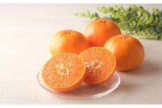 【先行予約】【数量限定】＼農園直送／愛媛県産せとか5kg×1箱（家庭用）（2026年2月下旬より順次発送） 【 ふるさと納税 人気 おすすめ ランキング 柑橘 みかん ミカン 蜜柑 せとか 果物 フルーツ 柑橘の大トロ 家庭用 農園直送 産地直送 岡市農園 愛媛県産 愛媛県 伊方町 送料無料 】IKTV008