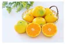 【先行予約】【数量限定】＼農園直送／愛媛県産早生みかん5kg×1箱（家庭用）（2025年11月中下旬より順次発送） 【 ふるさと納税 人気 おすすめ ランキング 柑橘 みかん 早生みかん ミカン 蜜柑 果物 フルーツ 農園直送 産地直送 岡市農園 愛媛県産 愛媛県 伊方町 送料無料 】IKTV009