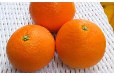 【先行予約】【数量限定】【訳あり】＼農園直送／愛媛県産愛果48号 約4kg（2026年2月下旬より順次発送） 【 ふるさと納税 人気 おすすめ ランキング 柑橘 みかん ミカン 蜜柑 愛果48号 果物 フルーツ 訳あり 産地直送 農園直送 岡市農園 愛媛県産 愛媛県 伊方町 送料無料 】IKTV013