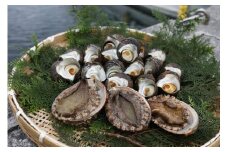 【数量限定】佐田岬海士のあわび・さざえセットA 計3kg ※北海道・東北地方・沖縄・離島への配送不可 【 ふるさと納税 人気 おすすめ ランキング あわび 鮑 赤あわび アワビ さざえ サザエ 海鮮 セット 詰め合わせ 佐田岬 愛媛県 伊方町 送料無料 】 IKTJ001