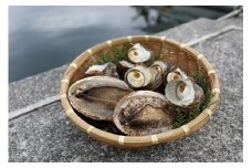 【数量限定】佐田岬海士のあわび・さざえセットB ※北海道・東北地方・沖縄・離島への配送不可 【 ふるさと納税 人気 おすすめ ランキング あわび 鮑 赤あわび アワビ さざえ サザエ 海鮮 セット 詰め合わせ 佐田岬 愛媛県 伊方町 送料無料 】 IKTJ002