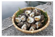 【数量限定】佐田岬海士のさざえ2kg ※北海道・東北地方・沖縄・離島への配送不可 【 ふるさと納税 人気 おすすめ ランキング さざえ サザエ 海鮮 佐田岬 愛媛県 伊方町 送料無料 】 IKTJ003