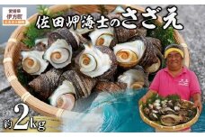 【数量限定】佐田岬海士のさざえ2kg ※北海道・東北地方・沖縄・離島への配送不可 【 ふるさと納税 人気 おすすめ ランキング さざえ サザエ 海鮮 佐田岬 愛媛県 伊方町 送料無料 】 IKTJ003