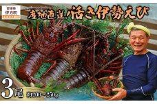 【先行予約】【数量限定】産地直送！活き伊勢えび 約200～250g×3尾 ※北海道・東北地方・沖縄・離島への配送不可（2025年9月上旬頃より順次発送） 【 ふるさと納税 人気 おすすめ ランキング 伊勢海老 伊勢えび 伊勢エビ えび エビ 海老 活き伊勢エビ 活き伊勢えび 海鮮 新鮮 愛媛県 伊方町 送料無料 】 IKTJ009