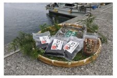 三崎のアカモク500g（100g×5パック）※離島への配送不可 【 ふるさと納税 人気 おすすめ ランキング あかもく アカモク 海藻 ミネラル 栄養 健康 愛媛県 伊方町 送料無料 】 IKTJ012