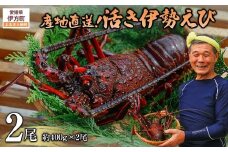 【数量限定】産地直送！活き伊勢えび 約400g×2尾 ※北海道・東北地方・沖縄・離島への配送不可（2025年10月上旬より順次発送） 【 ふるさと納税 人気 おすすめ ランキング 伊勢海老 伊勢えび 伊勢エビ えび エビ 海老 活き伊勢エビ 活き伊勢えび 海鮮 新鮮 冷蔵 愛媛県 伊方町 送料無料 】 IKTJ015