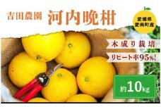 愛南産の河内晩柑10kg(約22～32個) ＜柑橘 希少 果物 国産 フルーツ みかん 蜜柑  和製 グレープフルーツ ブランド 愛媛 果実 ビタミン ＞　※北海道・沖縄・離島への配送不可　※2025年4月上旬～8月中旬頃に順次発送予定