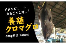久良のクロマグロ　丸ごと1尾！＜マグロ 海鮮 魚 刺身 冷凍 愛媛県＞