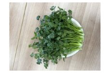 LED水耕栽培 香味野菜（パクチー）250g＜野菜 やさい パクチー 香草野菜 美容 オーガニック アジア野菜  愛媛県 鬼北町＞