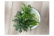 LED水耕栽培 香草野菜（パクチー/セロリー）250g＜野菜 やさい パクチー セロリ 香草野菜 美容 オーガニック アジア野菜  愛媛県 鬼北町＞