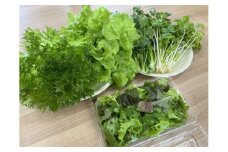 LED水耕栽培 野菜詰め合わせ 1kgセット＜野菜 やさい レタス セロリ ベビーリーフ 詰め合わせ オーガニック 愛媛県 鬼北町＞